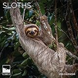 Sloth 2026 Wall Calendar | 12' x 24' Open | Animal Calendar Photography Thick & Sturdy Paper for Organizing & Planning | Office Kitchen Decor or Gift | Pacific Waters Press (Sloths)
