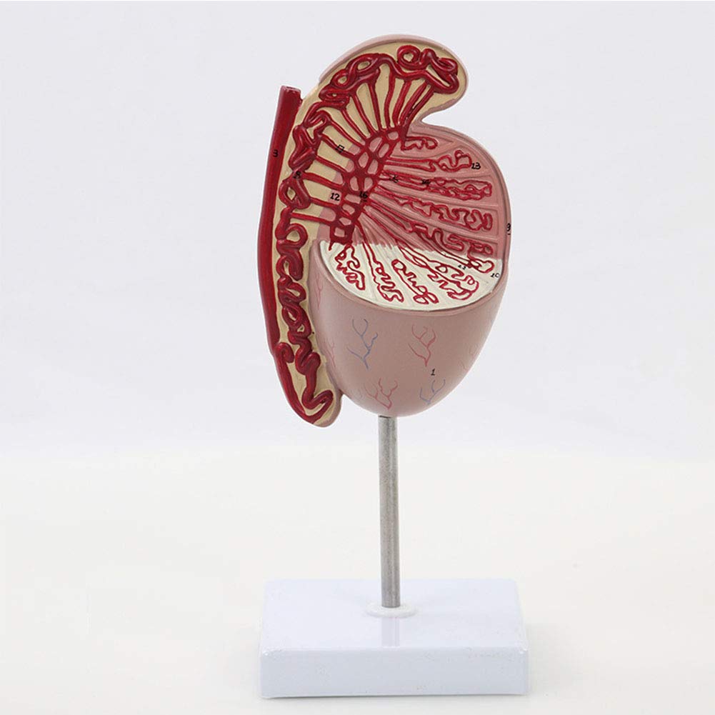Buy Testicle Anatomical Model, 3.5 Times Magnification, Shows The