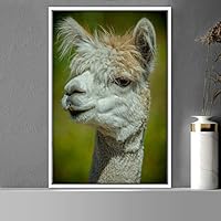 Framed Canvas Wall Art Llama Animals Camels Expressive Farmhouse/Country Living Room Multicolor Photography - 16x24 inches