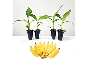 Dwarf Banana Tree "Cavendish" 4 Pack | Effortless Edible Garden