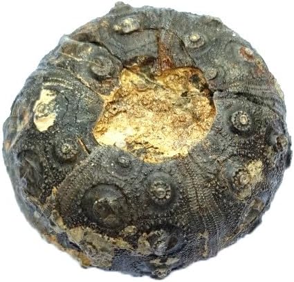 dickisicidaris turbeti Sea-Urchin Fossil (Fossils) TYP9