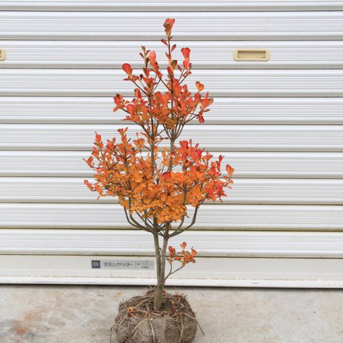 Amazon | 庭木：ドウダンツツジ（どうだんつつじ）H：50cm | 植木