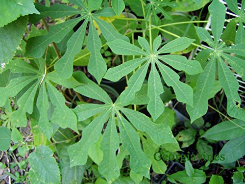 Manihot esculenta | Tapioca | Cassava | Yuca | Manioc | Mandioca | 5_Seeds