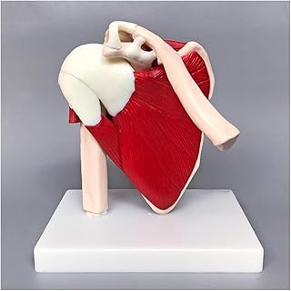 Muscle Shoulder Joint Model - Human Joint Anatomical Model - Shows Complete Shoulder Musculature from Rotator Cuff to Subscapular Muscles - for Medical Training Aid