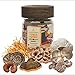 POWER POTION High Potency Mushroom Powder Blend - Mushroom Extract Supplement - 8 Medicinal Mushrooms - Cordyceps, Reishi, Lions Mane, Chaga, Turkey Tail, Shiitake - USDA Certified Organic,1.6oz (45g)