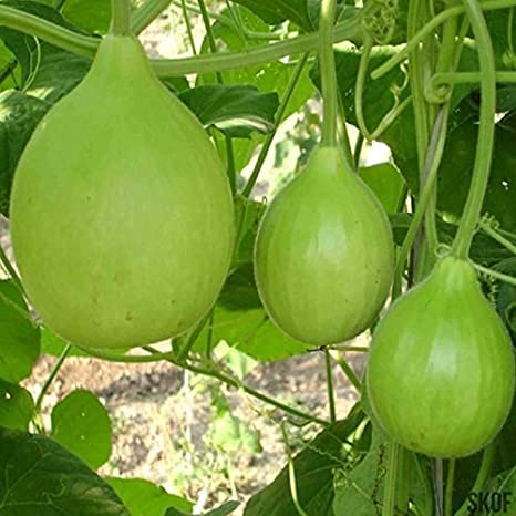 Green World Bottle Gourd F1 Lattu For Kitchen Gardening (Seed, 10.) (B0B5XMLDWH) Amazon Price History, Amazon Price Tracker