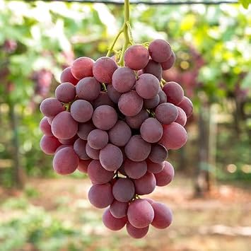 100Pcs Giant red Grape Fruit Seeds