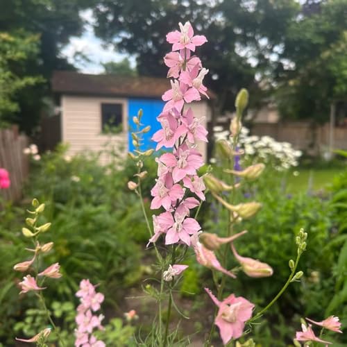 semillas de delphinium, delphinium en resistentes macizo de con orgánicas silvestres de balcón, sombra 180pcs