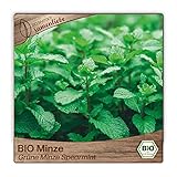 schwarzer tee samen Besondere Sorten-Merkamle: mehrjährig, essbar, sommergrün, alte Sorte, bienenfreundlich, frosthart, Balkon/Topf geeignet