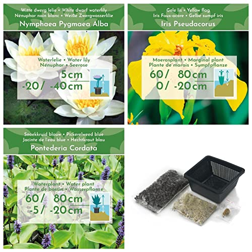 VDVELDE Teichpflanzen Winterhart - 9er Set Teichpflanzen - Für 500 Liter Wasser - Seerosen, Sumpf Iris und Hechtkraut inklusive Pflanzkörbe, Lehm und Dünger - Van der Velde Wasserpflanzen - Image 4