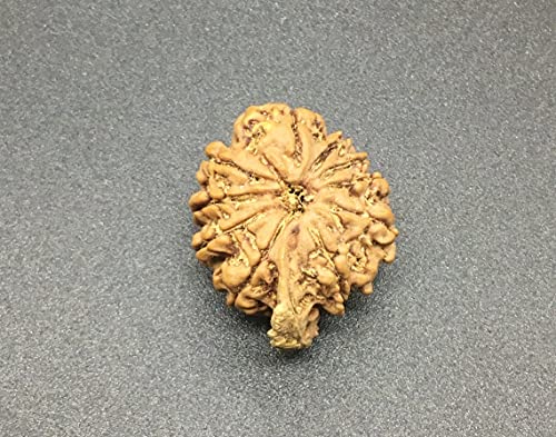 Ganesh Rudraksha de 10 Mukhi elimina bloqueos mentales con esta semilla de Nepal natural 3