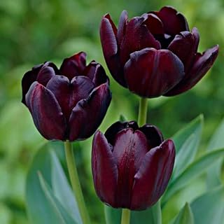 10 x Tulip Queen of The Night – Last Tulips to Flower in Spring – Black Tulip Hybrid Perennial – Spring Flowering Bulbs - for A Beautiful Garden