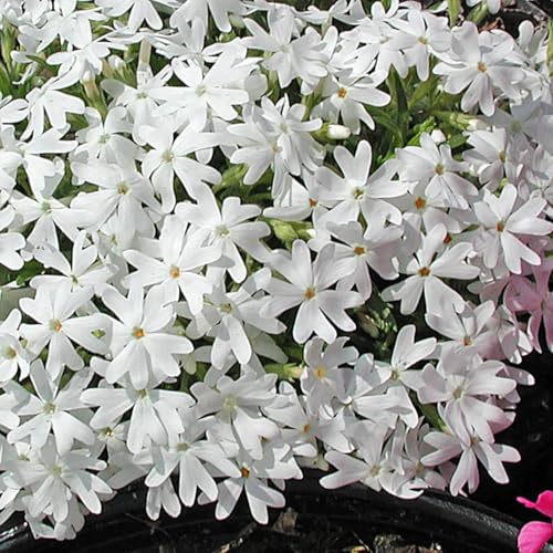 Snowflake Creeping Phlox - Phlox Subulata Alpine Moss Phlox Plant - 1 Gallon Pot