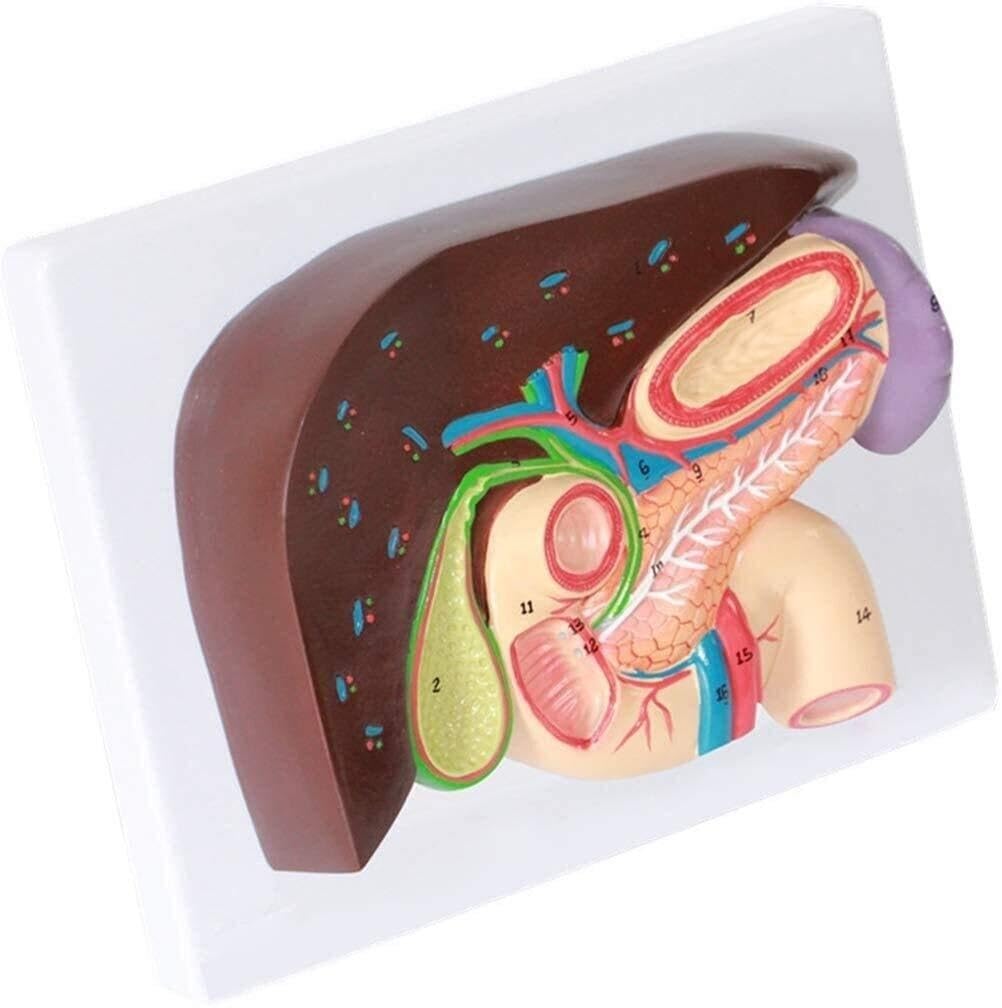 Human Organ Anatomy Model, Stomach Section Model, Liver Anatomy, hepatopancreas, Duodenum Model