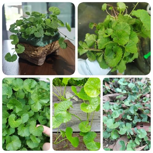 500 piezas Semillas de plantas de centella asiática jardín de piedras plantas resistente hierbas culinarias regalo sostenible de jardinería Planta de balcón semillas orgánicas plantas