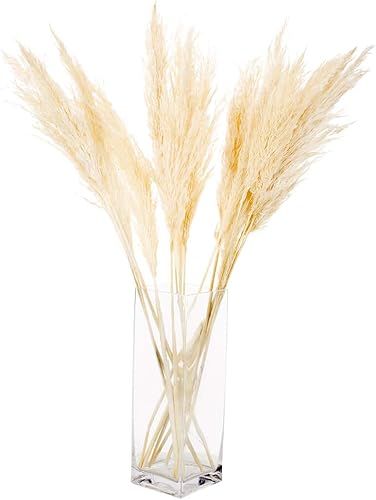 Miniatura 30 de Koyal Wholesale Plumas decorativas de hierba de las pampas secas reales, 28-32 pulgadas, color crema natural, a granel de 96 piezas de tallos de