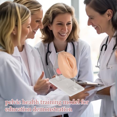 Image of Gynecological Examination Model, Vaginal Training Model for Science Teaching, Anatomical Model of Pelvic Health for Medical Students