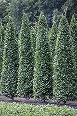 Carpinus betulus 'Fastigiata' 100–125 cm...