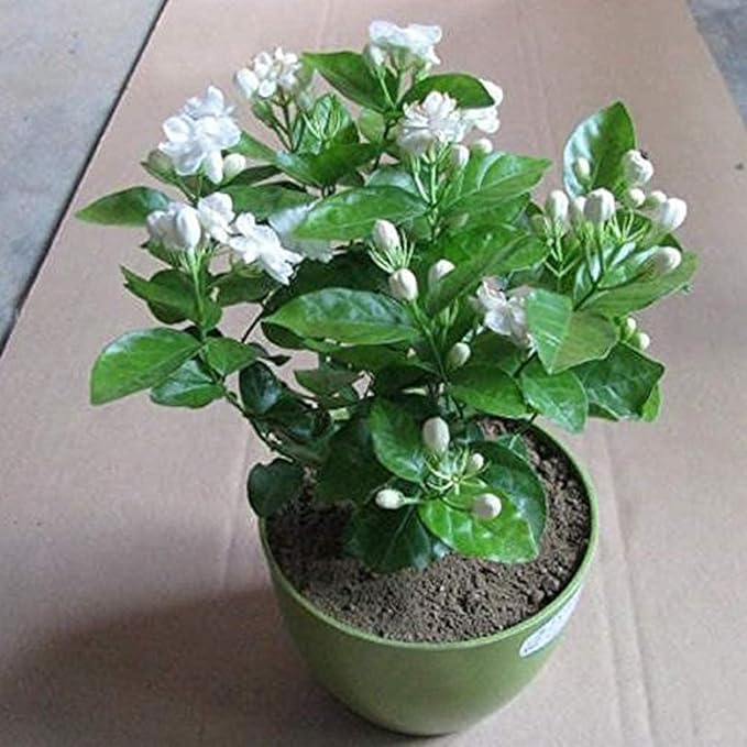 Indoor Outdoor Jasmine Flower Plant Live White Mogra/Jasminum sambac/Arabian Jasmine Aromatic Flower Plant For Home Garden with 4 Black Pot (JASMINE MOGRA FLOWER PLANT) (B0D648DM46) Amazon Price History, Amazon Price Tracker