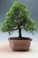 (中品　糸魚川真柏盆栽】　　　　⭕気品の癒し系❗ Amazon｜盆栽 糸魚川真柏（833885）【現品】｜観葉植物