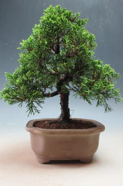 糸魚川真柏 盆栽 植物 植木 Amazon|盆栽 糸魚川真柏(833885)【現品】|観葉植物