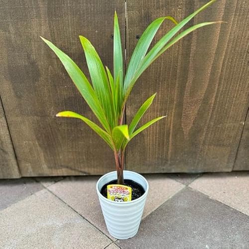 観葉植物 トックリヤシ」の人気商品一覧 | 安い商品を通販サイトから