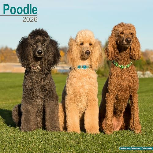Poodle 2026 Calendar | Square Wall Calendar | Dog Breed Gift | Plastic Free Packaging | by Avonside Publishing