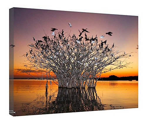 Tableau sur toile plante au milieu de la rivière déco nature encadrée bois 40x50 cm