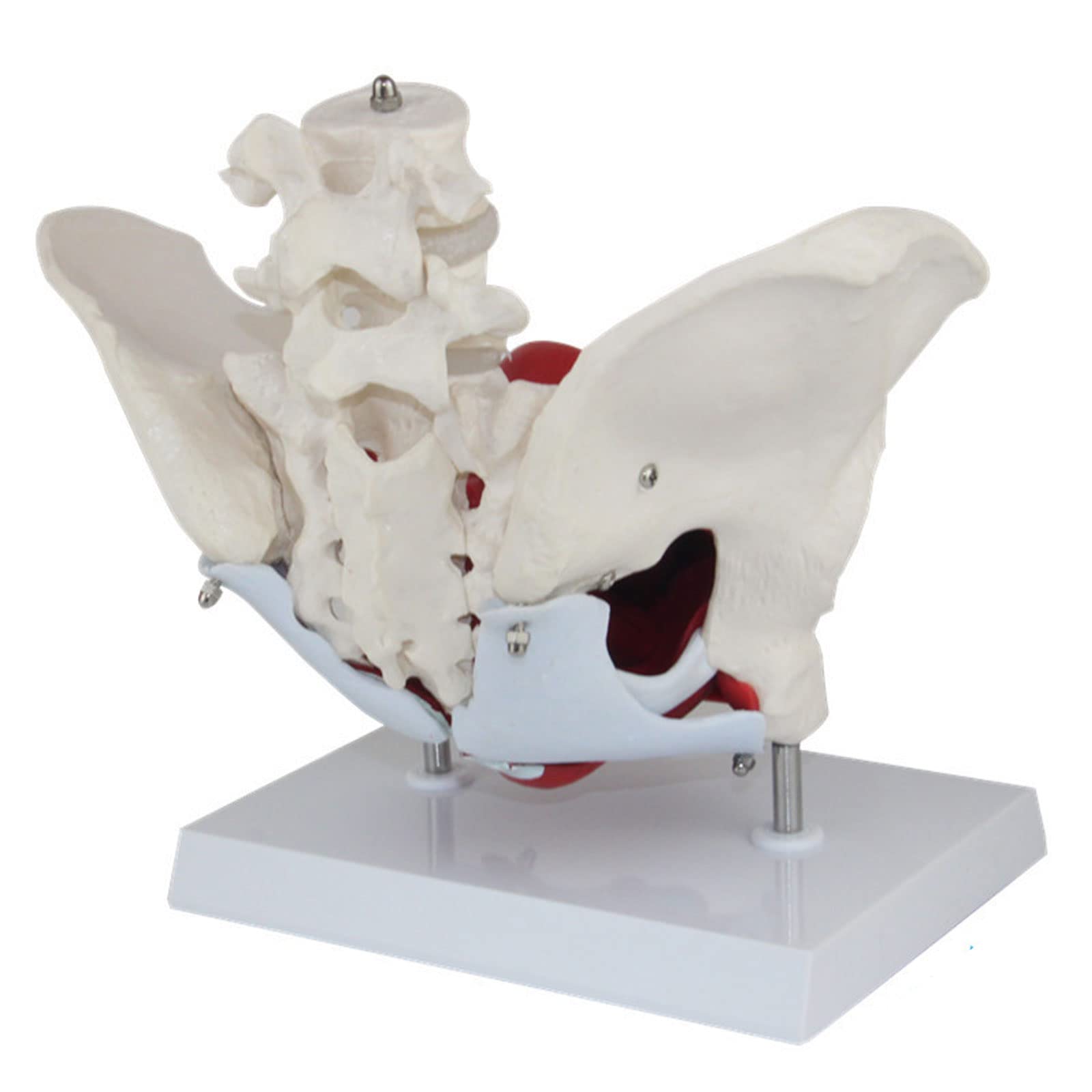 取り外し可能な臓器を備えた女性の骨盤と会陰モデル女性の骨盤底筋解剖学的モデル子宮膣卵巣膀胱直腸教育用 （Amazon.co.jp:  取り外し可能な臓器を備えた女性の骨盤と会陰モデル女性の骨盤底筋解剖学的モデル子宮膣卵巣膀胱直腸教育用 : 産業・研究開発用品）