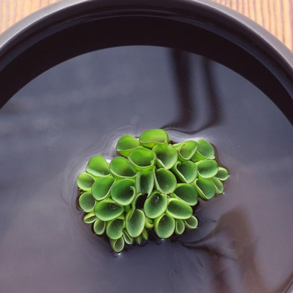 100 piezas de semillas de plantas, jacinto de agua Pistia Hottonia Ludwigia Pond Decor Semillas de plantas acuáticas B