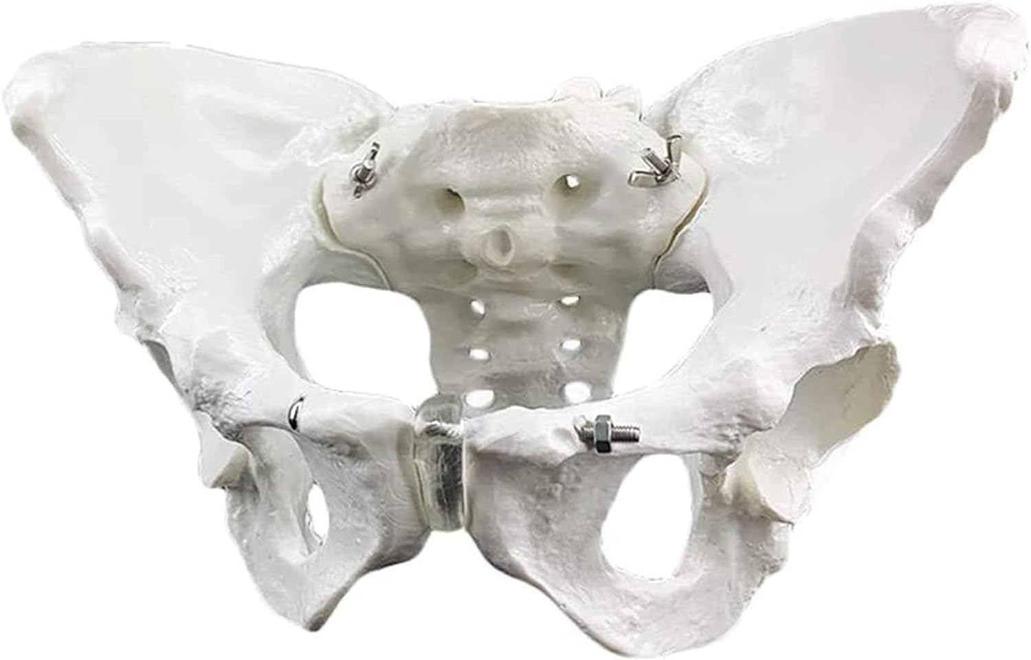 RLK Enterprises Female Pelvis Skeleton Model, Anatomically Correct, Life Size Model (made with fiber glass)