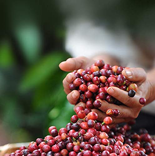 Miniatura 10 de NESCAFÉ Dolce Gusto LUNGO INTENSO Contiene 16 bebidas