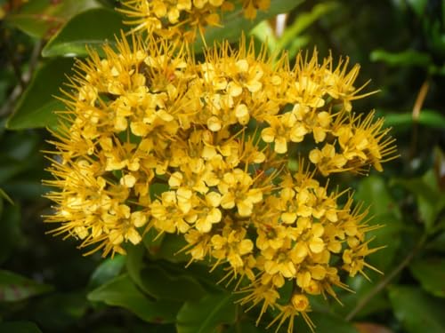 Árbol de hierro de Queensland (Thaleropia queenslandica), mirto dorado, 200+ semillas, W 210