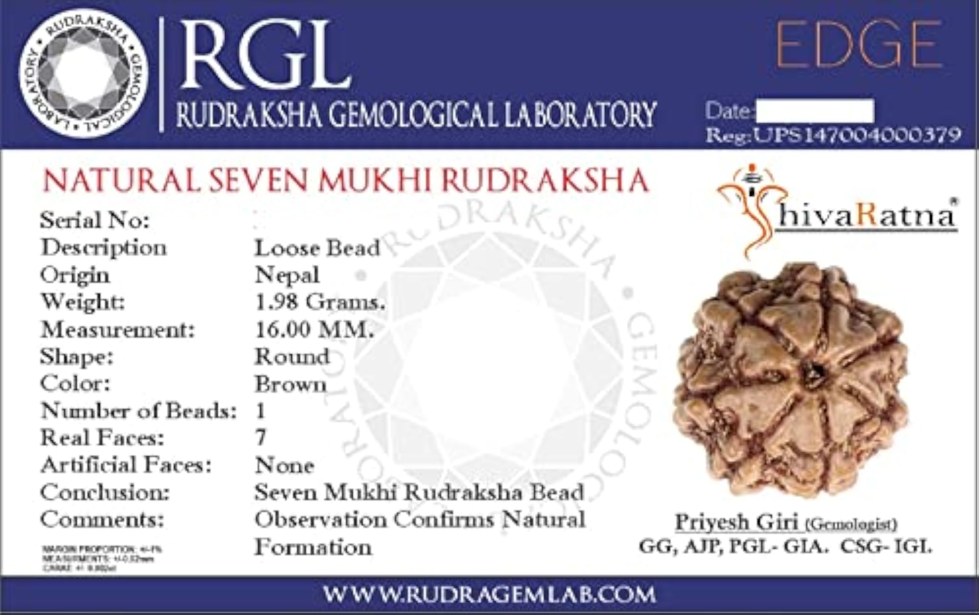 Unisex 7 Mukhi Rudraksha & 5 Mukhi Rudraksha Mala