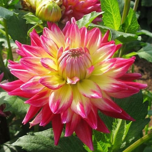 Eleganza Dalia bulbi,Piante perenni,Dalia pianta vera,resistenti al freddo,Tagliare,Facile da curare(non artificiali)-4 bulbi-C