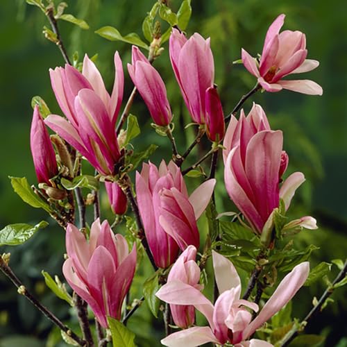 YouGarden Magnolia Susan in a 3L Pot 50cm Tall Magnolia for Gardens Purple/Pink Flowers in Bloom Ready to Plant Out Garden Ready Plant in 3L Pot