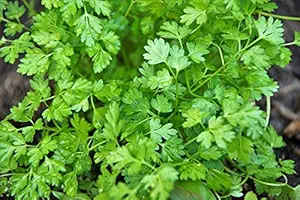 Coriander/Dhaniya/Kothamalli Seeds 1000 Seeds
