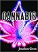Cannabis