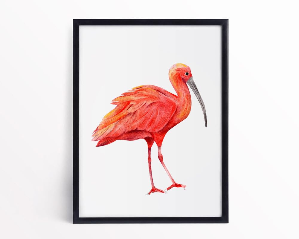 Watercolour Scarlet Ibis Jungle Animal Scarlet Ibis Framed Bird Lover Wall Print A4 Poster on Canvas - Wall Art Home Decor Movie Poster Canvas Film Cinema Retro Vintage Cult Classic Nostargic Saga Mo