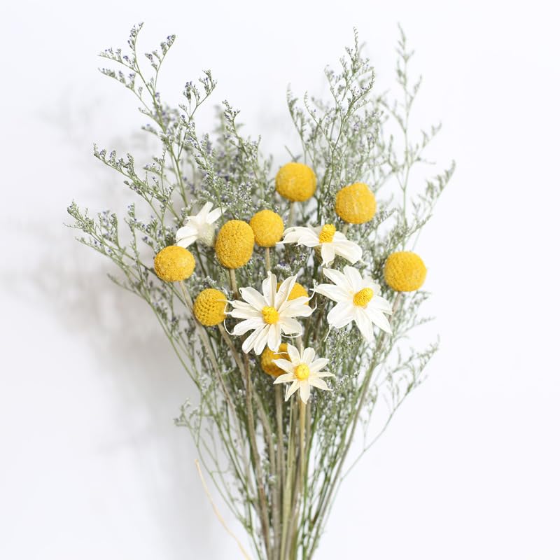 Ramo de flores secas Babys Breath con Craspedia 17 pulgadas miniatura 3