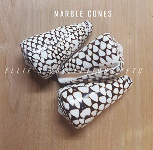 20" Sea Shell Wreath On Birch Twig With Crown Shells In 5 Designs #TOP6