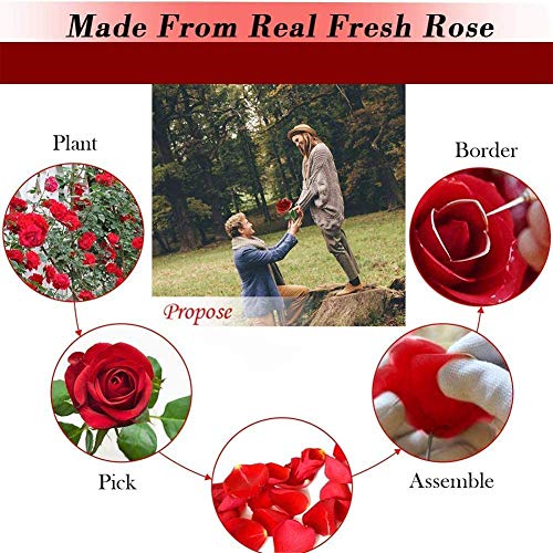 Gold-Dipped-Rose-24k-Red-Gold-Plated-Rose-Everlasting-Long-Stem-Real-Rose-Exquisite-Holder-Romantic-Gift-for-Valentines-Day-Best-for-Her-Anniversary-and-Mothers-Day