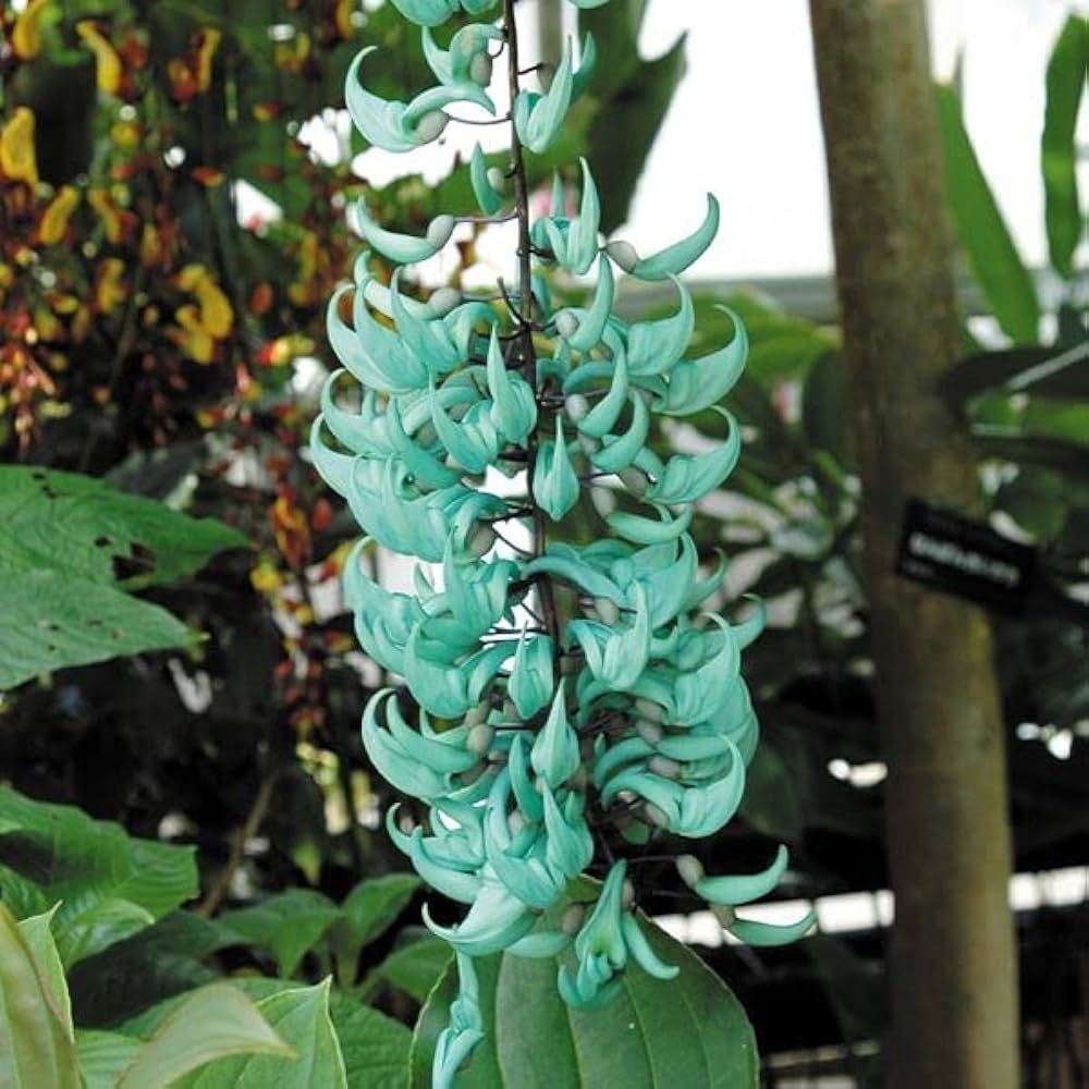 ヒスイカズラ 翡翠葛 苗・株 マメ科 観葉植物 神秘の花