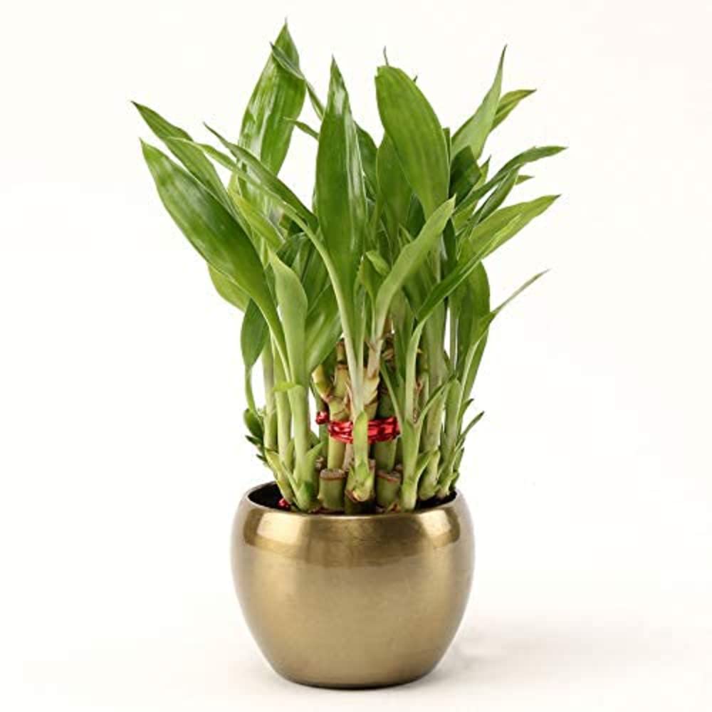 See full amazon price history chart for Unmukth Natural Live 2 Layer Lucky Bamboo Plant in Brass Metal Copper Planter for Living Room, Balcony (3 X 3 Inches) Unmukth Natural Live 2 Layer Lucky Bamboo Plant in Brass Metal Copper Planter for Living Room, Balcony (3 X 3 Inches) (B08Q8PJQCG) Amazon Price History, Amazon Price Tracker