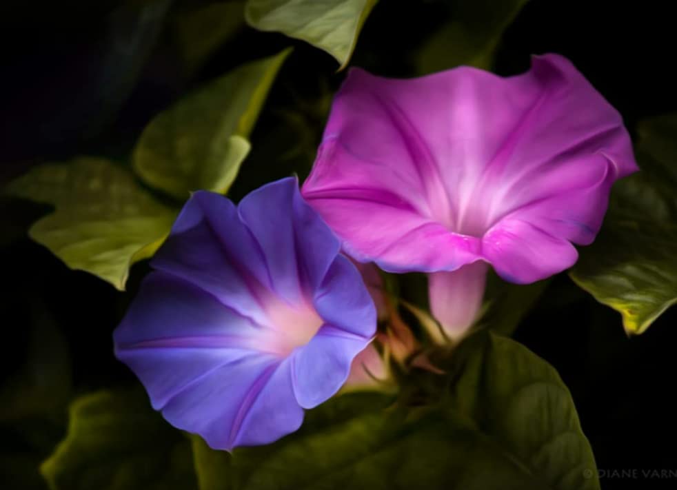 Vinca Art Morning Glory Mixed Flower Seeds - F1 Hybrid for Home Planting and Gardening (20 Seeds) (B0BR61Z1PN) Amazon Price History, Amazon Price Tracker