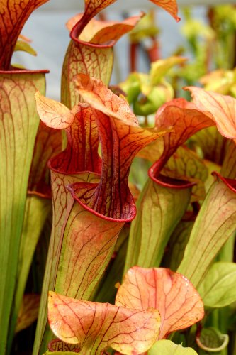 Seedeo® Rote Schlauchpflanze (Sarracenia purpurea) 10Samen Seedeo® Rote Schlauchpflanze (Sarracenia purpurea) 10Samen