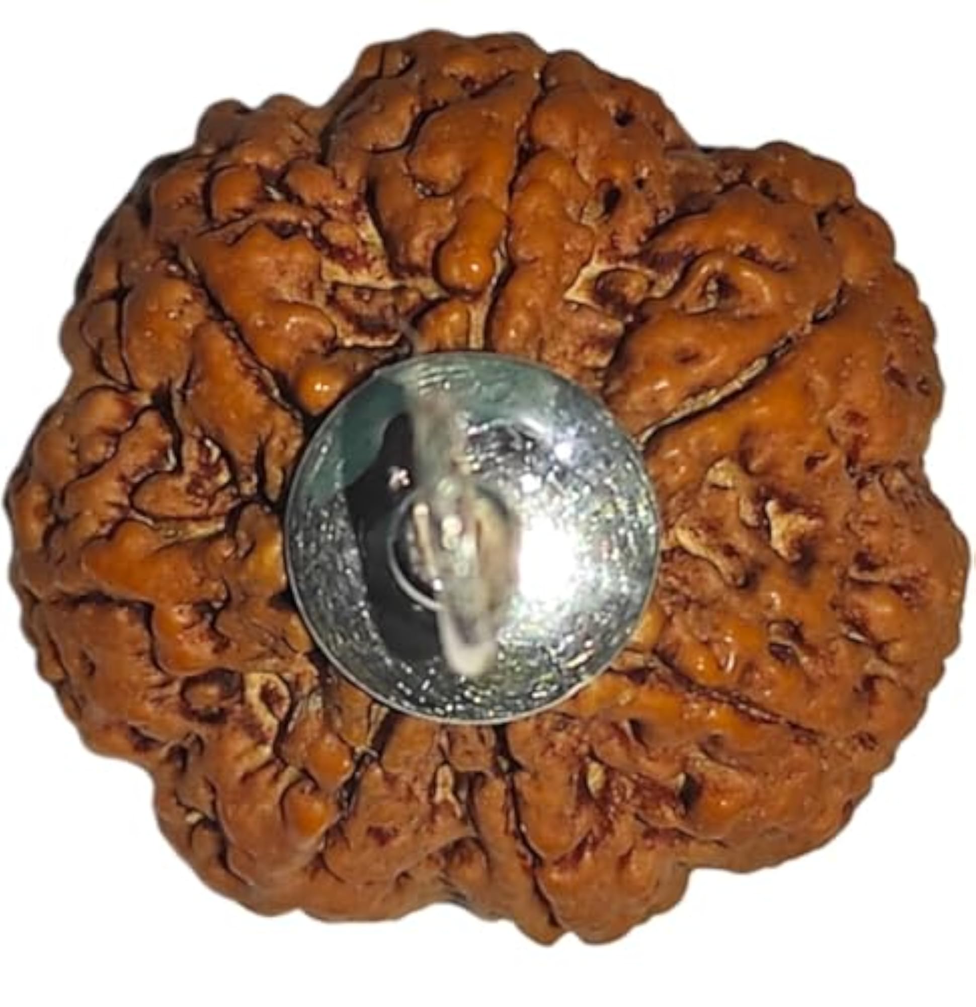 7 Mukhi Rudraksha Original Certified, Spiritual Gift