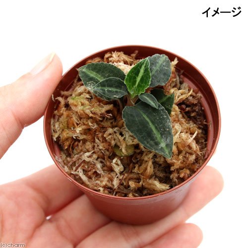 紅シュスラン⑥ ベニシュスラン | 山川草木図譜 | 山岳の植物, 夏, 7月, ラン科