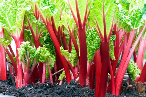 Victoria Rhubarb Crown for Planting - Large Heathly Root Comes Back Each Year (3 Plants)