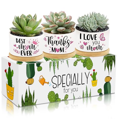 Tarklanda 3Pcs Gifts for Mom Best Mom Ever Succulent Pots Mini Ceramic Plant Pots with Bamboo Tray Pot Planters Birthday Thanksgiving for Mother-in-Law Wife Plants Not Included